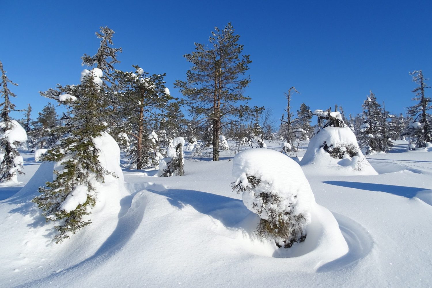 Sneeuwlandschap tijdens wintervakantie in Fins Lapland