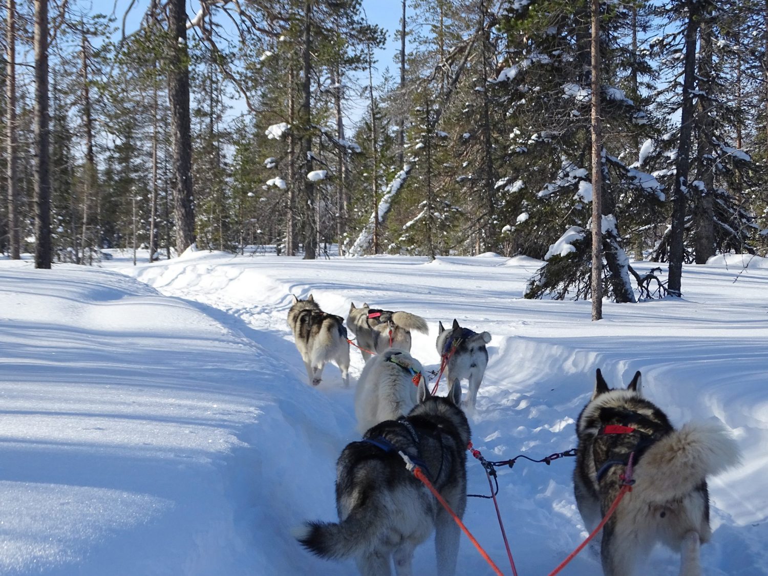 Hoe een rondreis of vakantie plannen? 12 handige tips. Huskeysafari in Fins Lapland