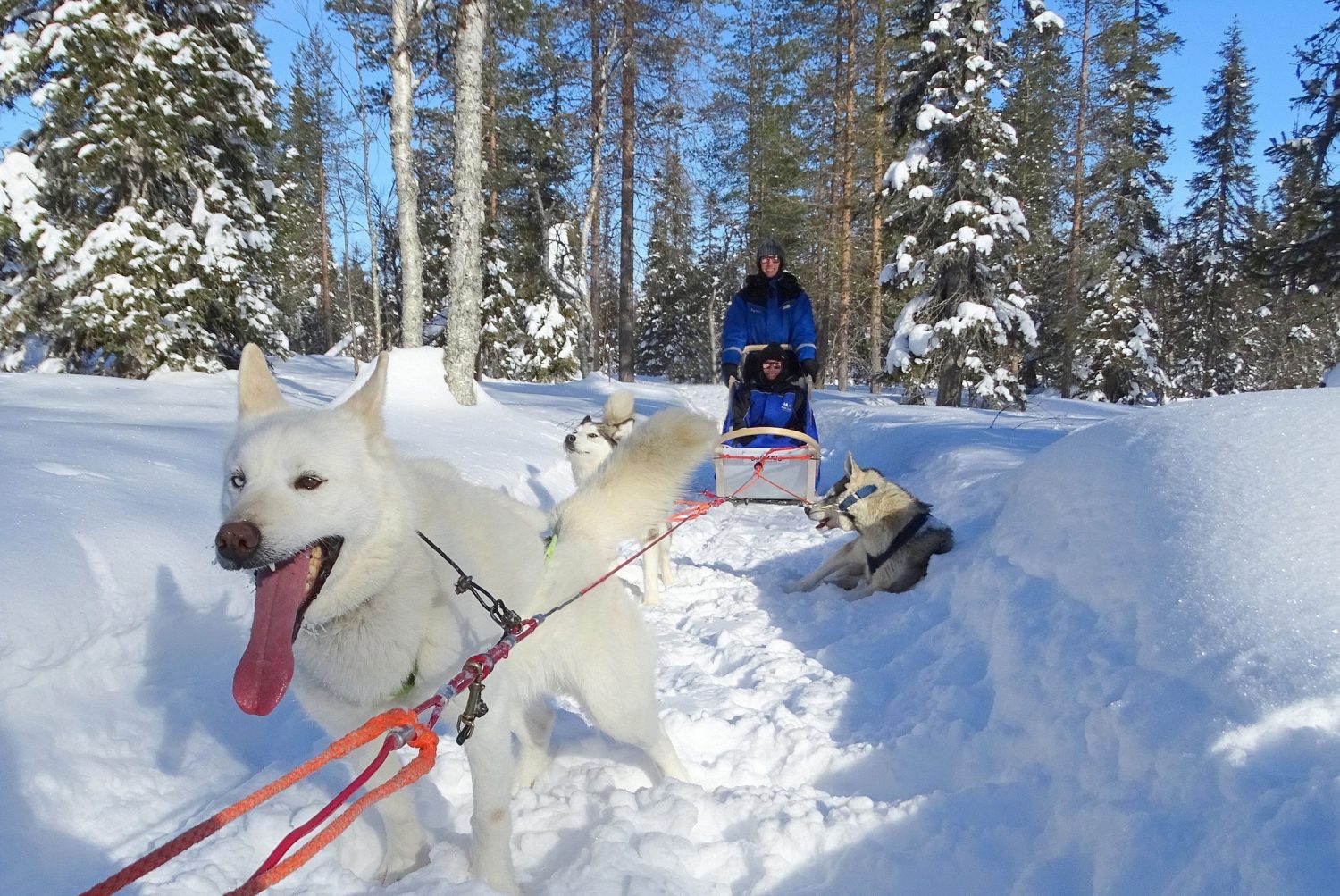 Huskeysafari in Fins Lapland