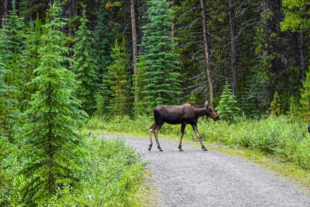 Baby eland aan Maligne Lake in Canada
