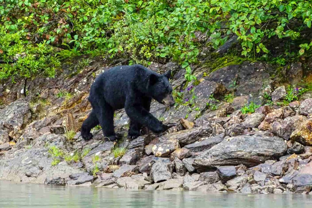 Beer aan Blue River Safari in West-Canada