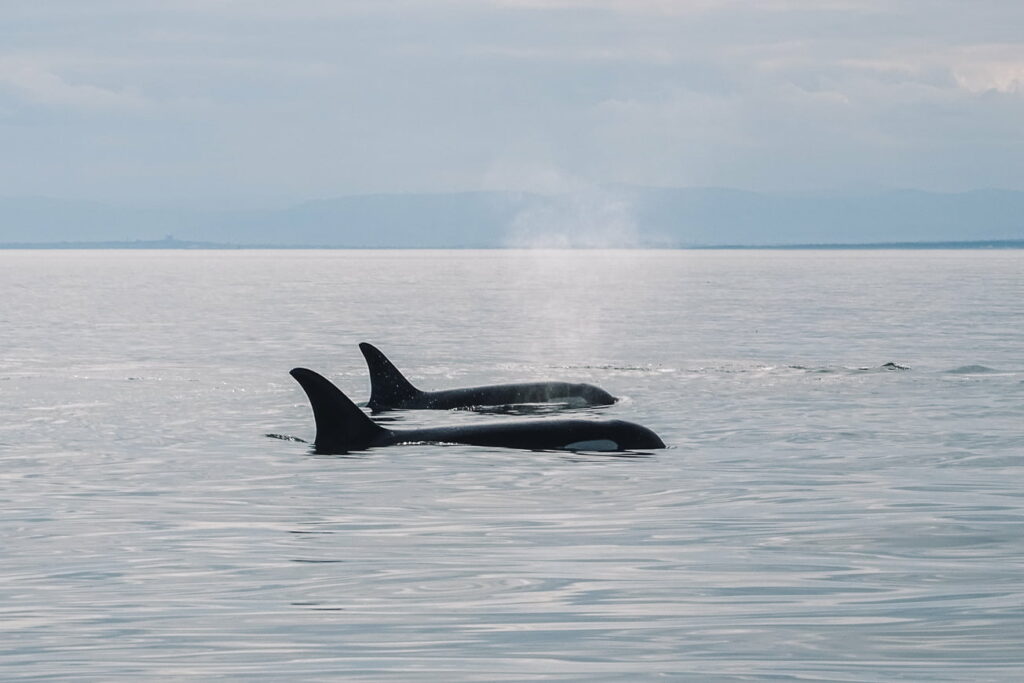wat te doen in Vancouver, Canada: activiteiten + tips: Orka's Vancouver Island