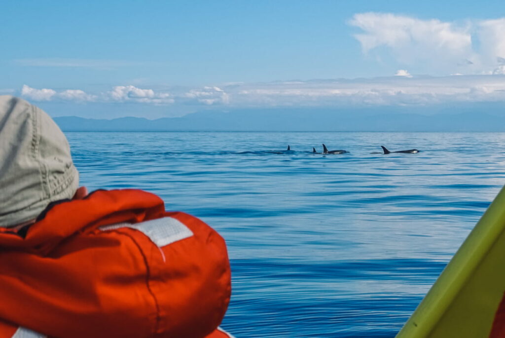 Orka's spotten aan Vancouver Island