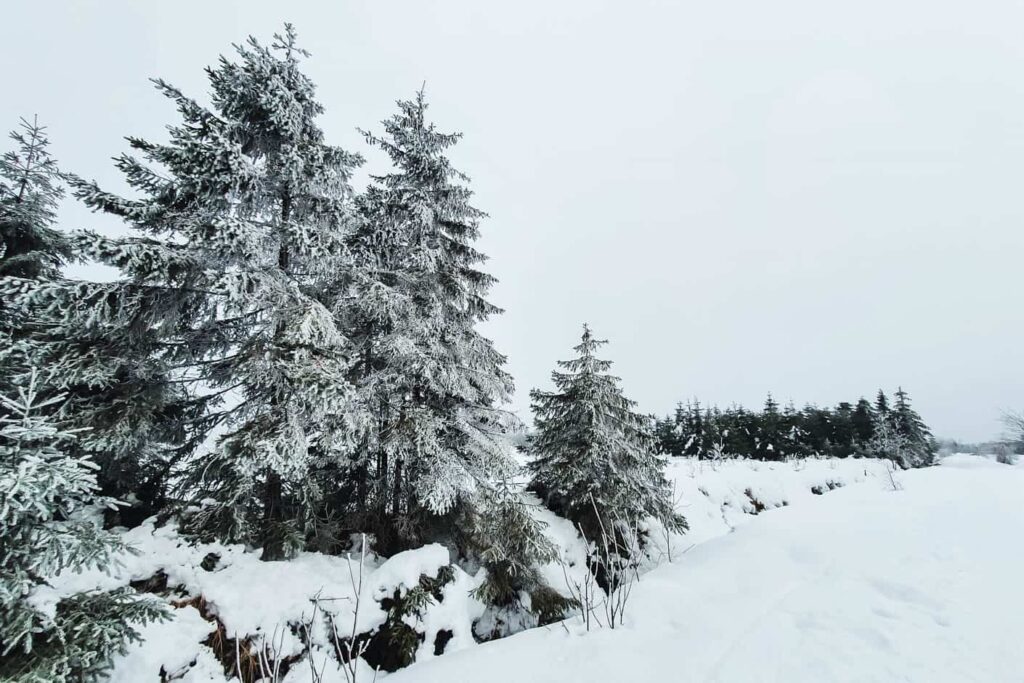 Prachtige wandelroutes aan Baraque Michel in de Hoge Venen in de winter en sneeuw: Besneeuwde bomen