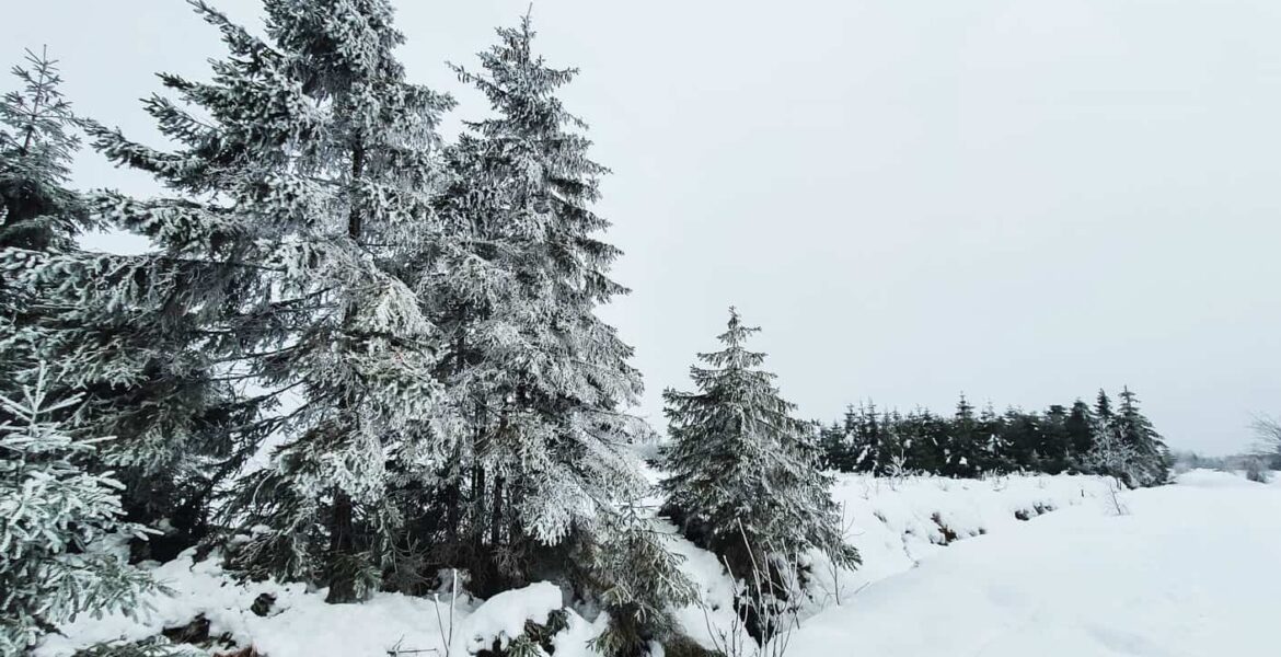 Prachtige wandelroutes aan Baraque Michel in de Hoge Venen in de winter en sneeuw: Besneeuwde bomen