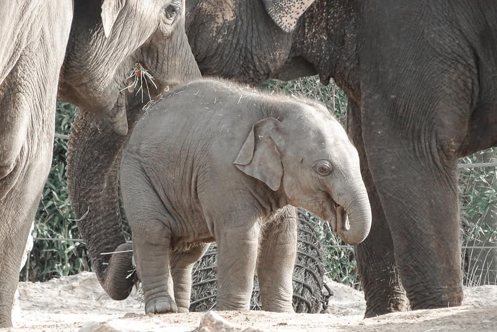Baby olifant