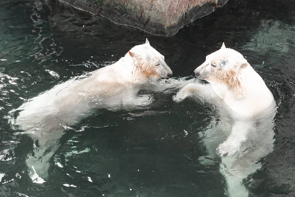 Ijsberen in dierentuin Pairi Daiza, de beste dierentuin in Europa