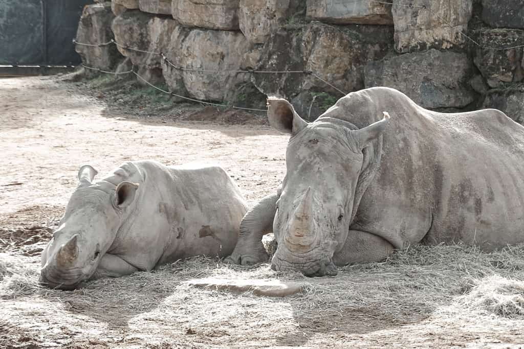 Witte neushoorns in dierentuin Pairi Daiza, de beste dierentuin in Europa