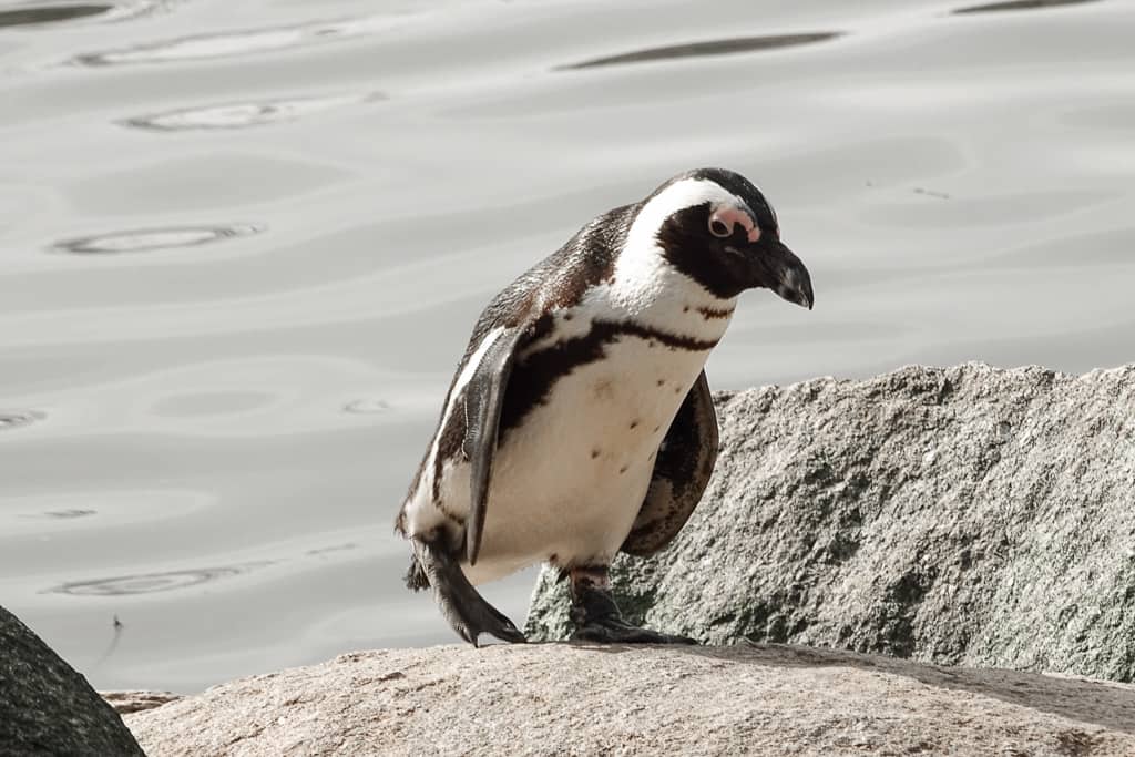 Wandelen tussen de penguins in Pairi Daiza, de beste dierentuin van Europa