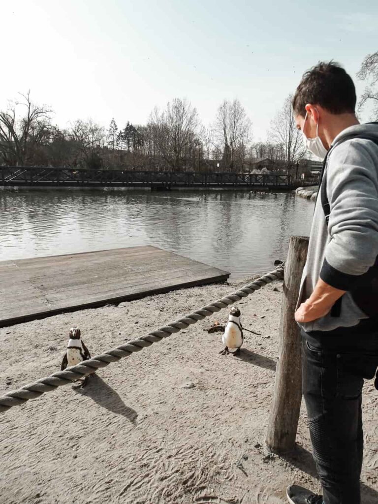 Wandelen tussen de penguins in Pairi Daiza, de beste dierentuin van Europa