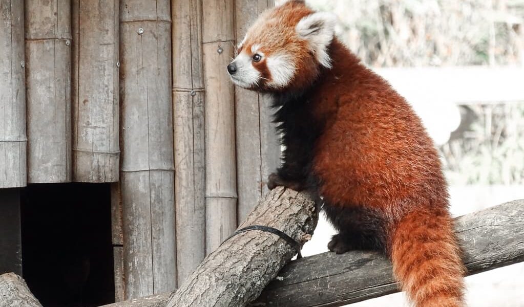 Rode Panda in Pairi Daiza bezoeken: de beste dierentuin van Europa