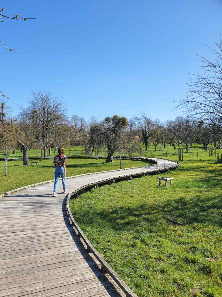 Activiteiten aan Kasteeldomein Alden Biesen : bloesemwandeling