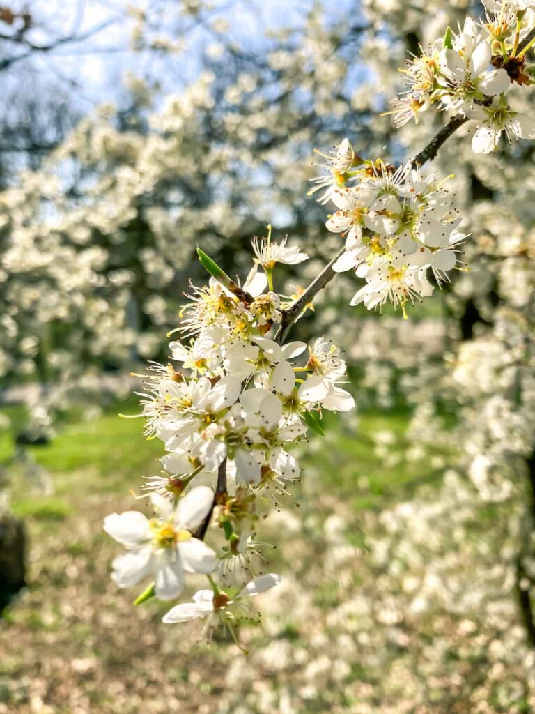 Bloesems Alden Biesel Bilzen