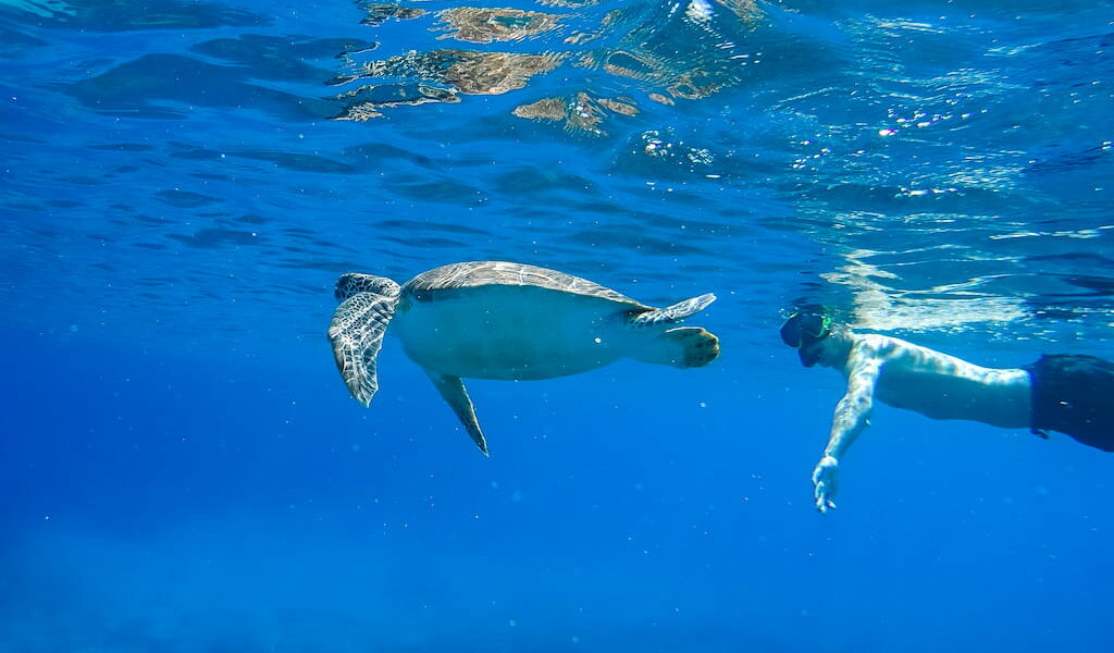 Snorkel tussen de zeeschildpadden in Protaras