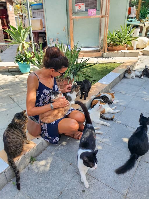 Wat te doen in Cyprus: leuke activiteiten + tips : kattenopvangcentrum Tala Cats