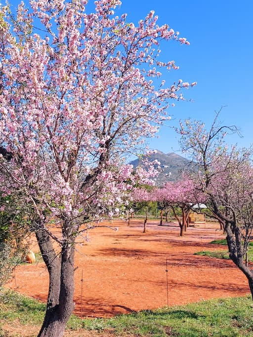 wat te doen in de Jalón vallei (Vall de Pop), Costa Blanca: bloesems Parcent