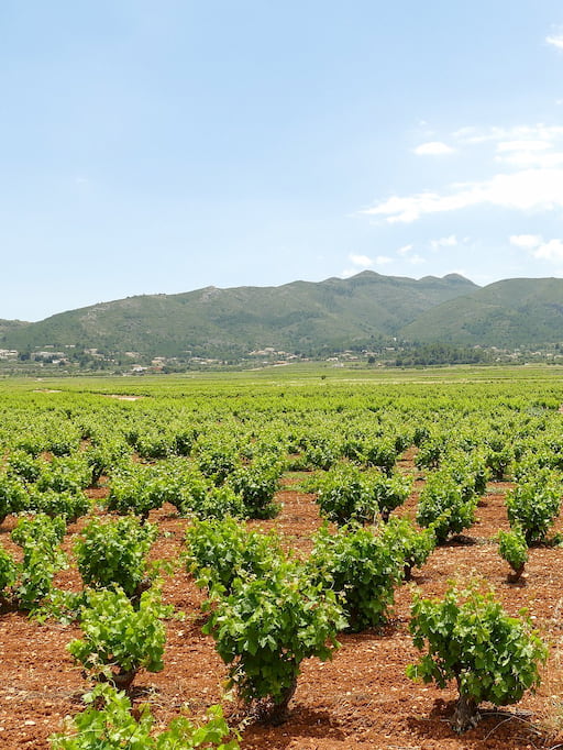 wat te doen in de groene Jalón vallei (Vall de Pop), Costa Blanca Spanje: wijnbouw