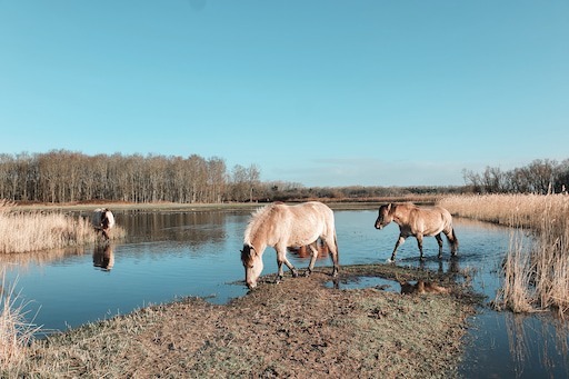 Wandelingen Belgische Kust: Zwinwandelroute (mooiste wandelingen België)