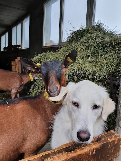 Geiten knuffelen op geitenboerderij Chevrerie des Confins