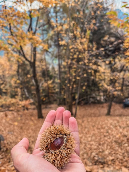 Het Eisacktal/Valle Isarco in Zuid-Tirol tijdens de herfst bezoeken: kastanjes