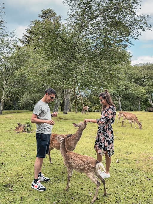 bijzondere dingen om te doen in Kyoto, Japan: herten in Nara