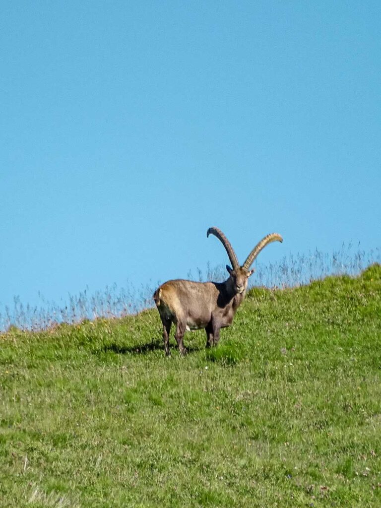 Ibex (alpensteenbok)