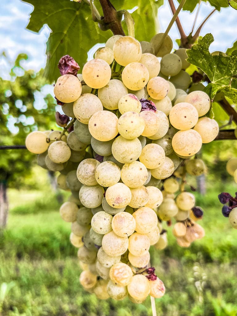 Rondreis Slovenië: de mooiste plekken: Goriska Brda