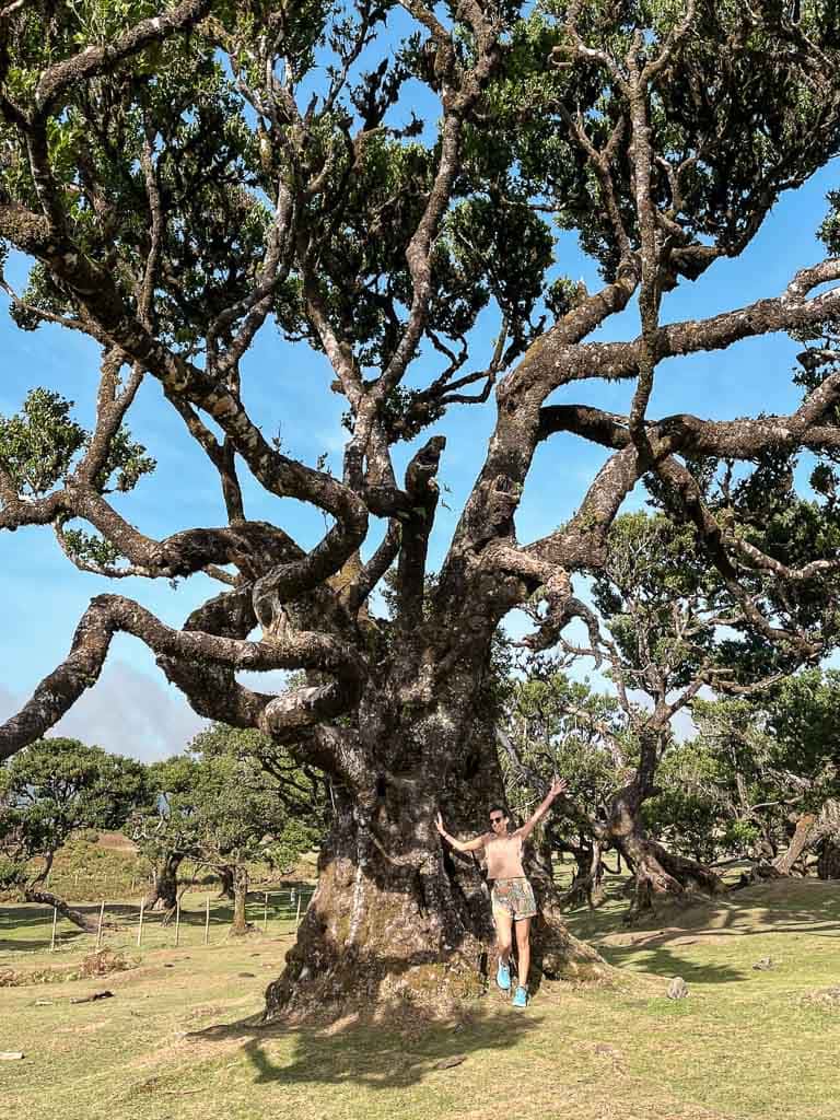 Mooiste plekken Madeira: Fanal Forest