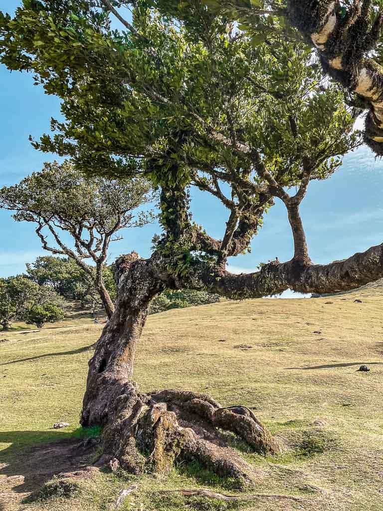 Mooiste plekken Madeira: Fanal Forest