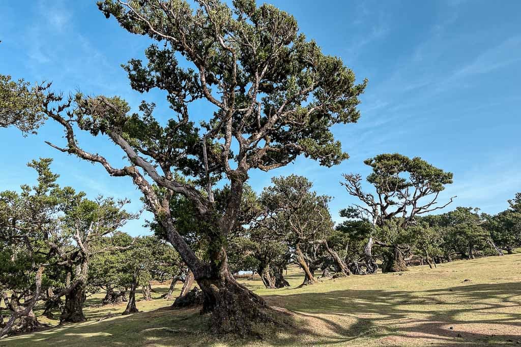 Mooiste plekken Madeira: Fanal Forest