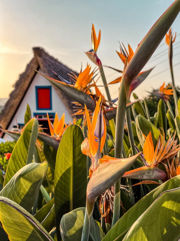 Traditionele huisjes in Santana