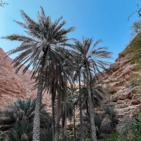 Reisroute Oman: roadtrip langs de mooiste plekken (route + tips)