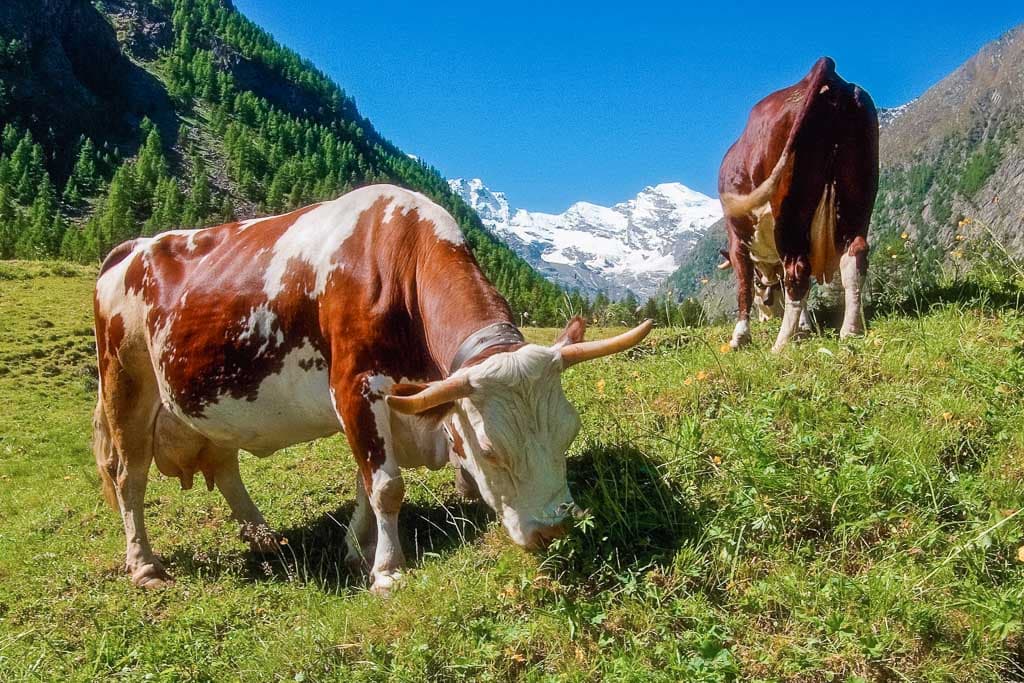 Valle d'Aosta, Italië: 11 tips om te doen in de zomer