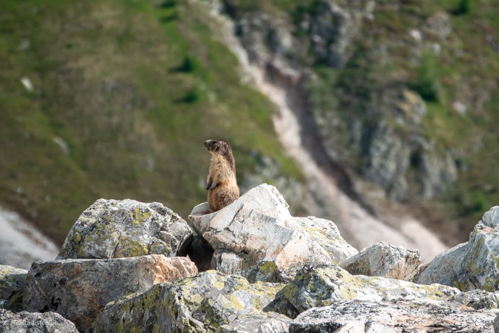 Marmot