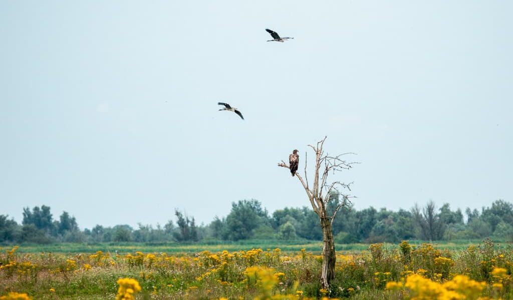 Op stap in Flevoland: mooiste plekken en uniek overnachten