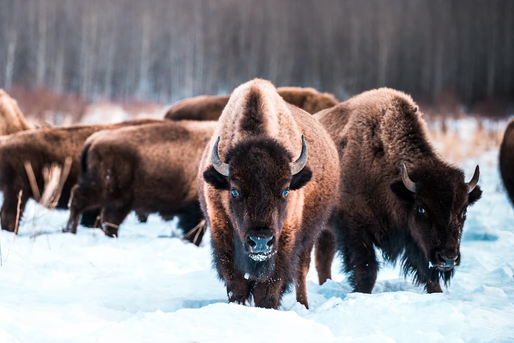 Bizons in Elk Island National Park in Canada