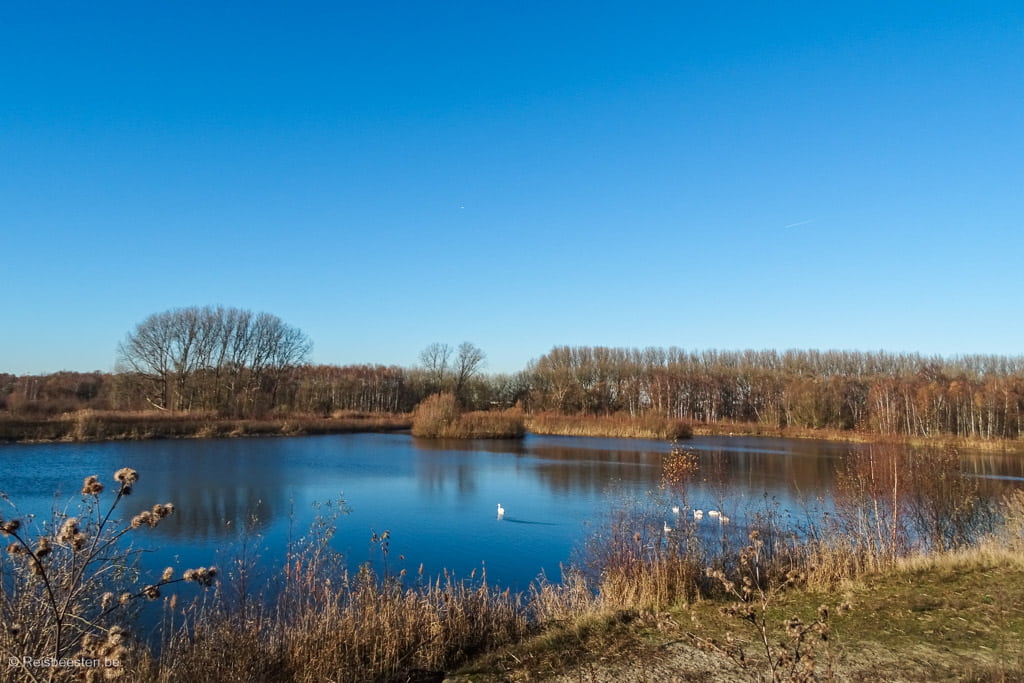 Wandelen in Antwerpen: het groene Linkeroever: Het Rot Middenvijver natuur