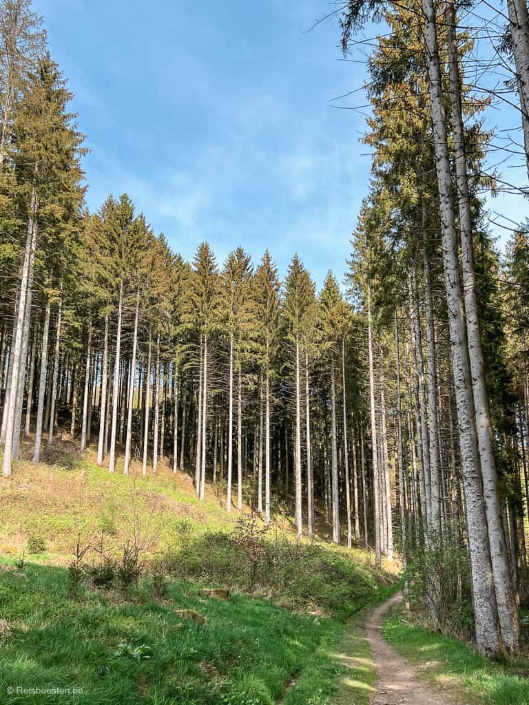 mooiste wandelingen in België (info + route): Wallonië bos ardennen