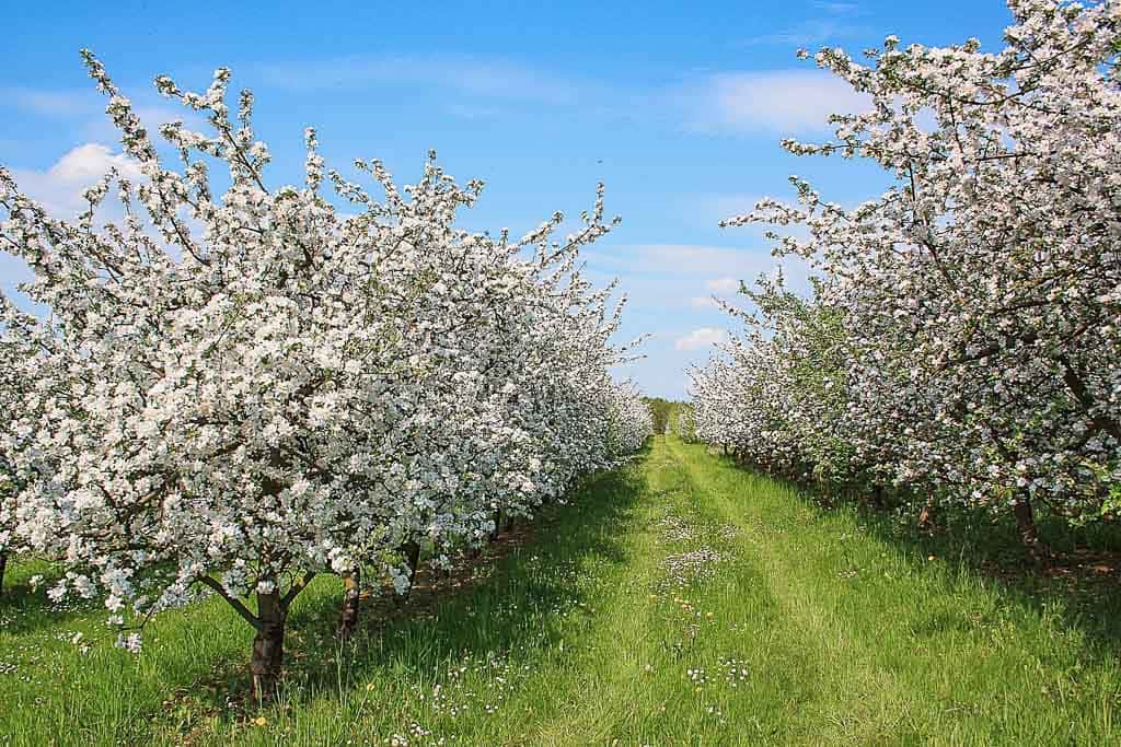 Haspengouw fruitbloesems