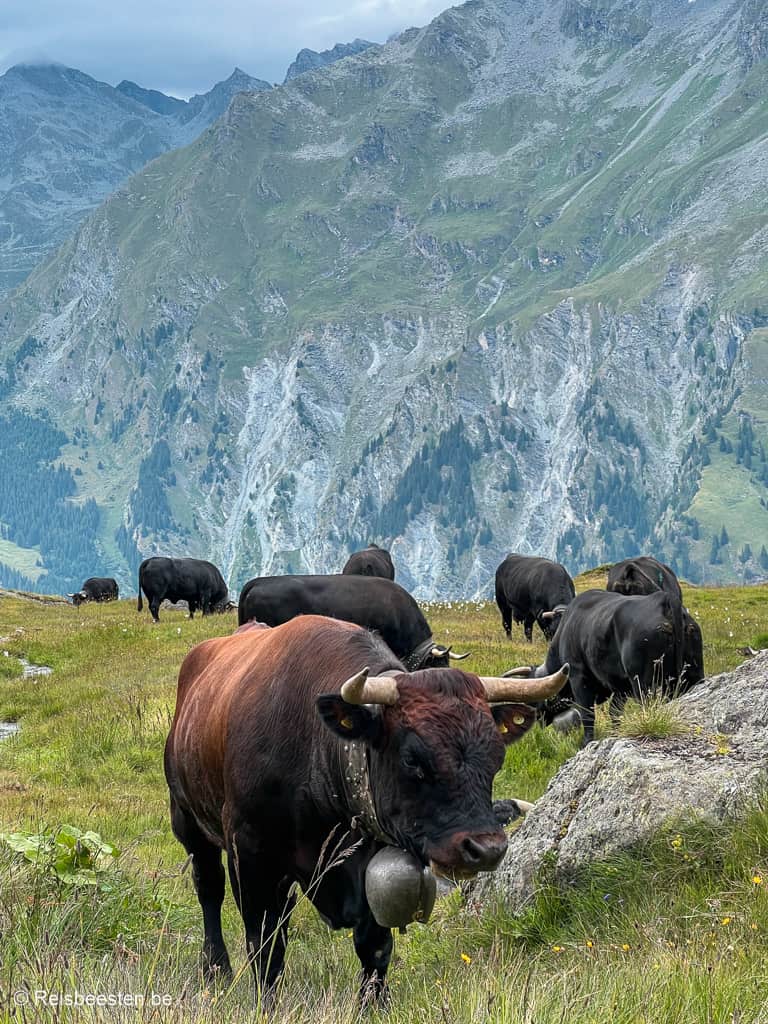 Micro-avontuur in Val de Bagnes in Zwitserland: wandelen, fietsen & kamperen : Cabane Brunet