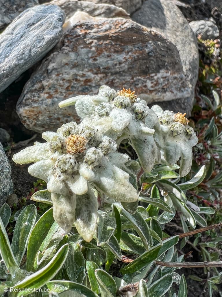 Micro-avontuur in Val de Bagnes in Zwitserland: wandelen, fietsen & kamperen : hike van Cabane Brunet via Panossiere naar Fionnay: Edelweiss bloem
