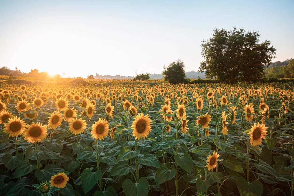 Zomerse droomvakantie in Zuid-Frankrijk langs de Route du Soleil