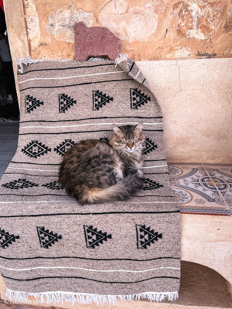 kat in Tamezret