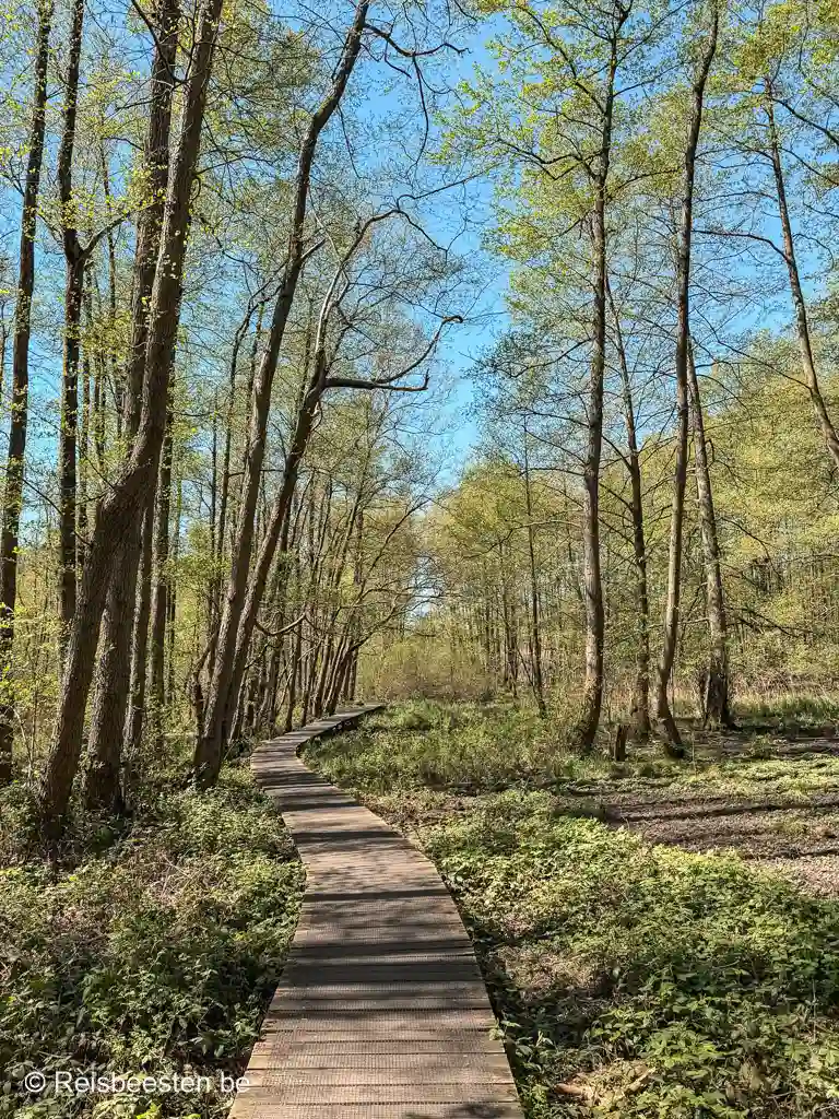 mooiste wandelroutes en trailruns in het Nationaal Park de Meinweg in Limburg in Nederland: Vlodorp vlonderpad